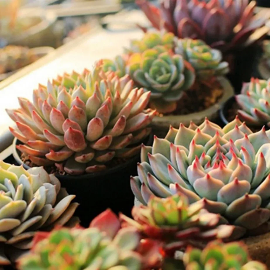 Luz LED para cultivo de plantas en interiores, lámpara Phyto para invernadero, tira de luz para cultivo hidropónico rojo y azul