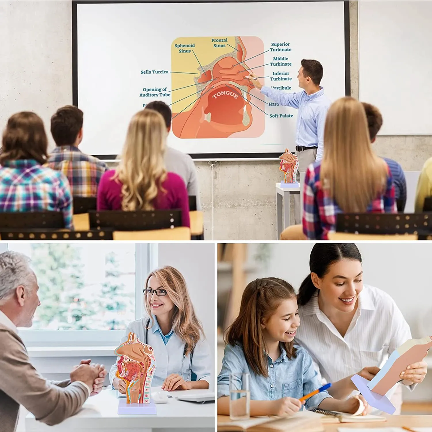 Venda quente cavidade nasal garganta anatomia modelo humano anatômico faringe laringe modelo para estudantes estudo exibição ensino