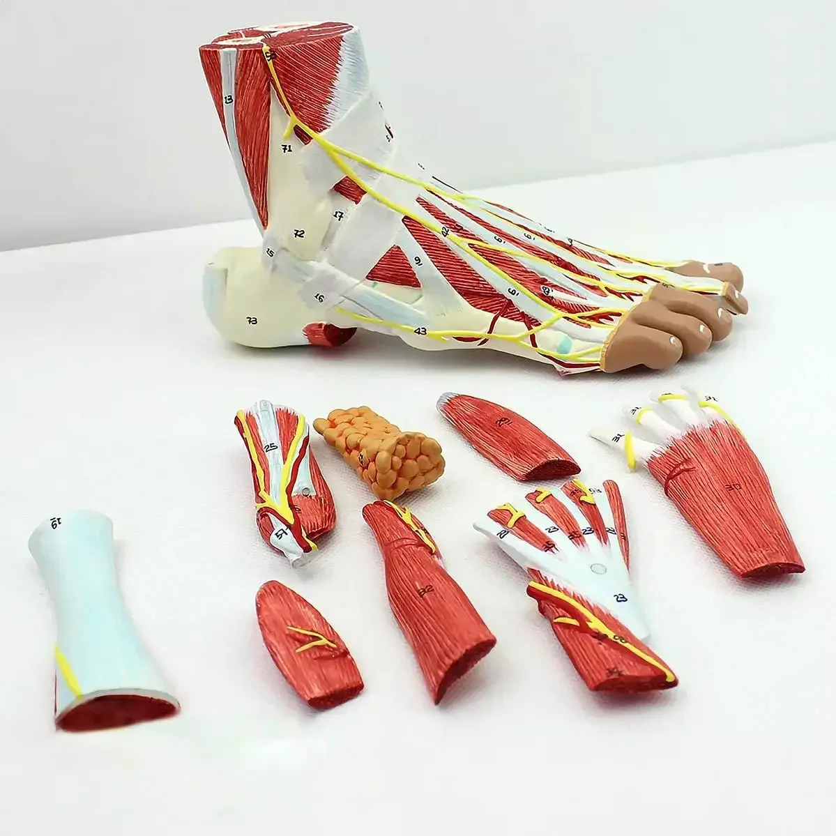 Modelos anatômicos médicos do modelo da anatomia do pé humano 9 partes do tamanho natural do PVC ensinando