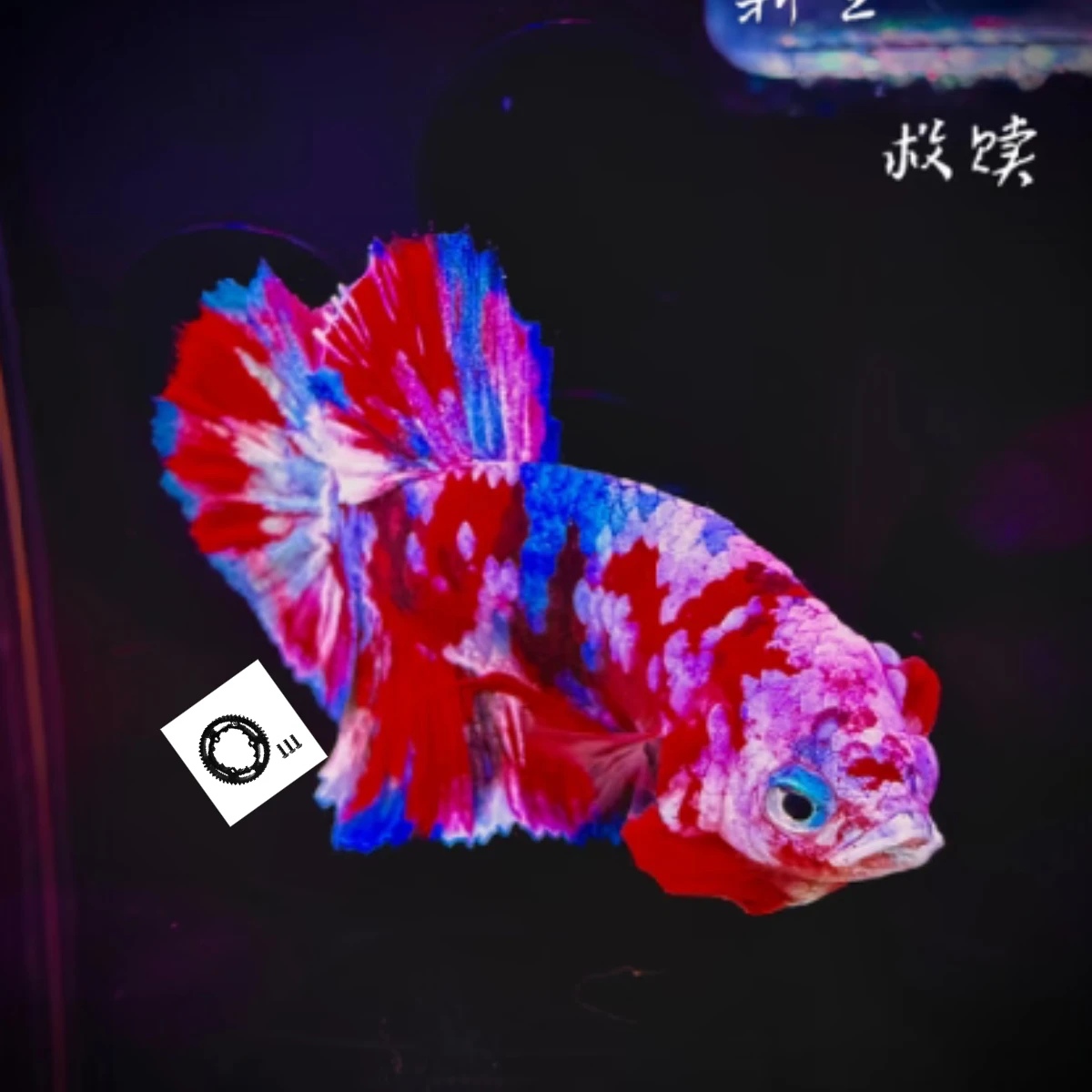 

Стальная цилиндрическая шестерня GPM 53T (только для использования с TXM035 и TXM015T/16T/17T/18T) 1/5 X-Maxx