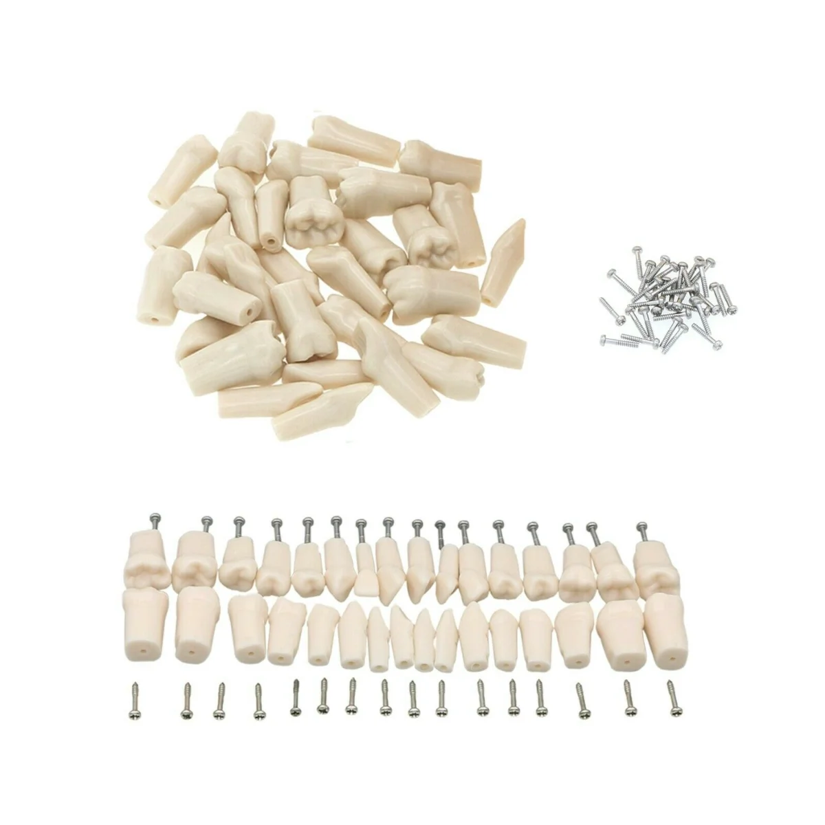 

28/32pc Teeth Dental Typodont Replacement Screw-in Teeth Model Compatible with KILGORE NISSIN 200/500 Type