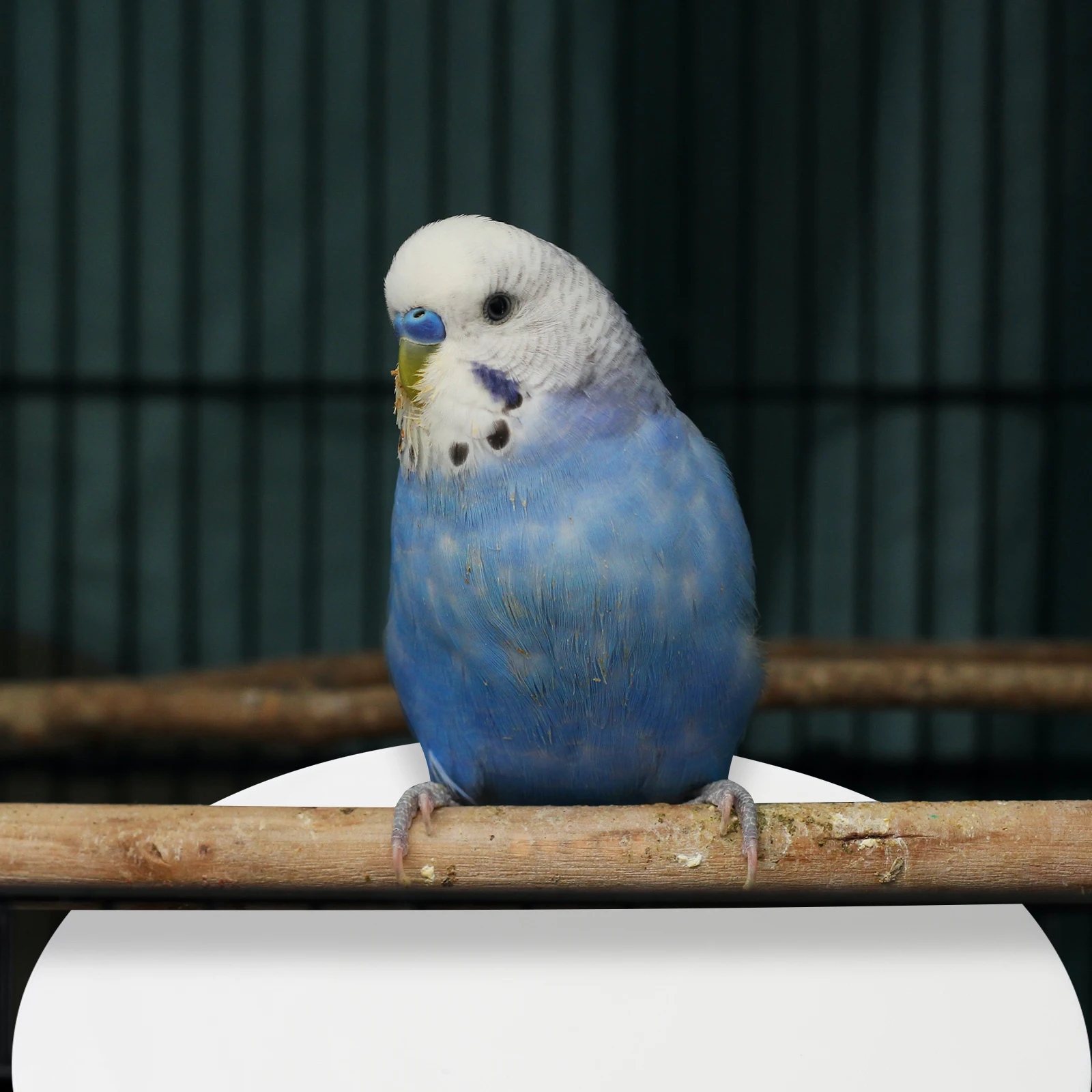 

100pcs Paper Mat Absorbent Disposable Liners Odor Control Lightweight Tray Fresh Environment Parrot Accessory Liner Cushion Pad