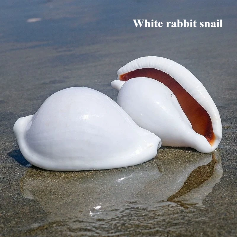Natural Conch Shell White Rabbit Snail Specimen Collection Landscape Decoration Platform Decoration