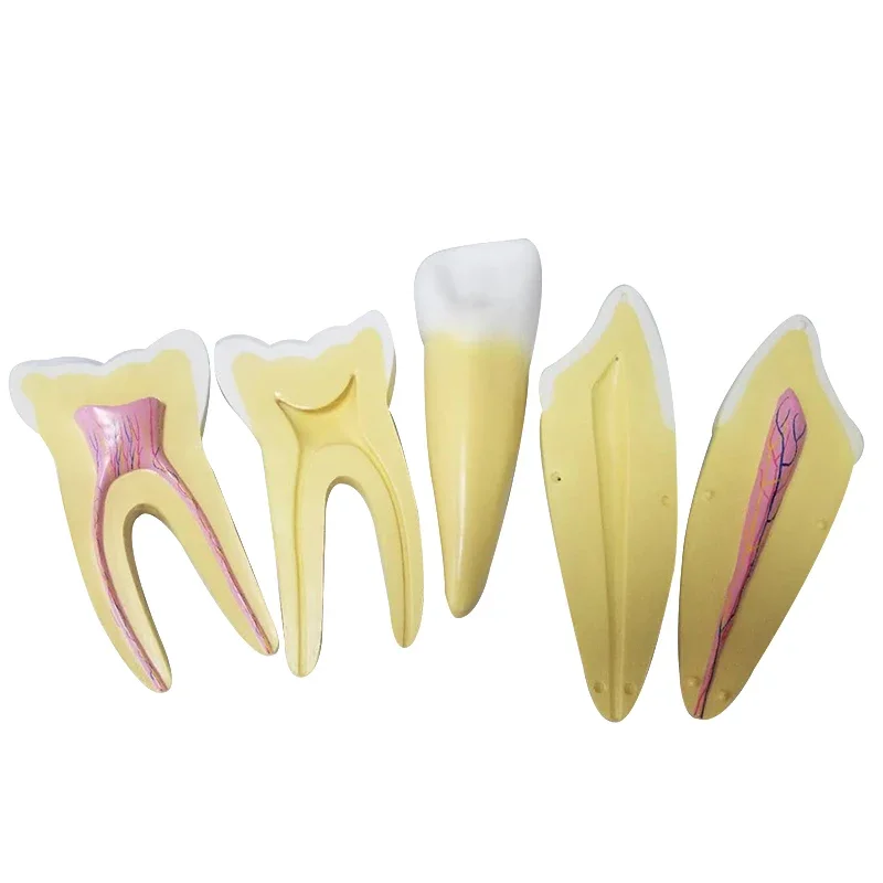 

3Pcs/Set 12X Magnification Dental Teeth Model Medical Study Teach Model