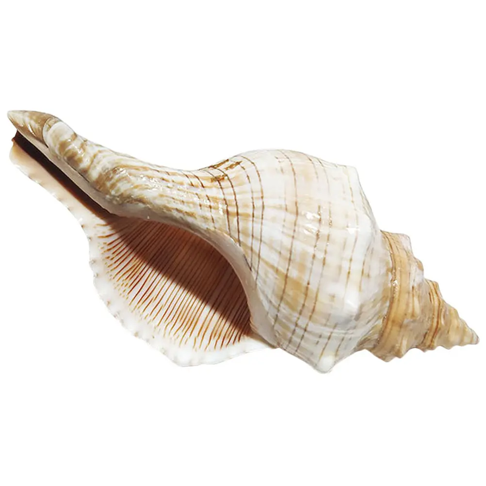 Decorative Conch Shell for Aquarium Fish Tank Home Decor Desktop Craft Beach Theme Vase Wreath Natural Seashell Landscape view 6