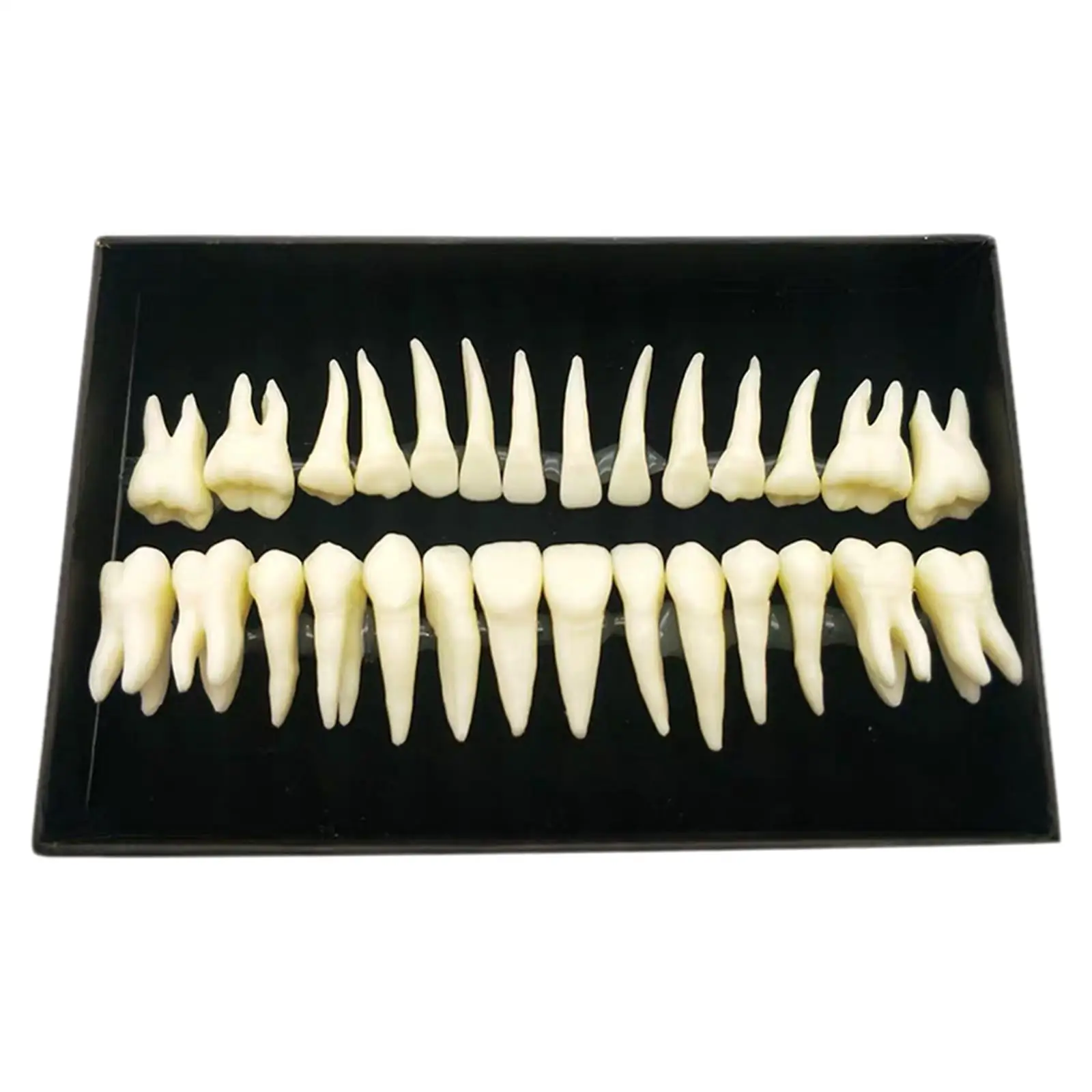 28Pcs Acrylic Resin False Synthetic Polymer Resin Upper + Lower Materials