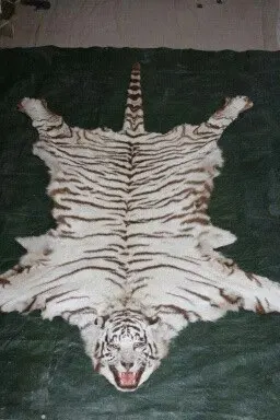 huge simulation white tiger head&skin Pendant polyethylene&furs handwork  home decoration gift about 200cm xf2853