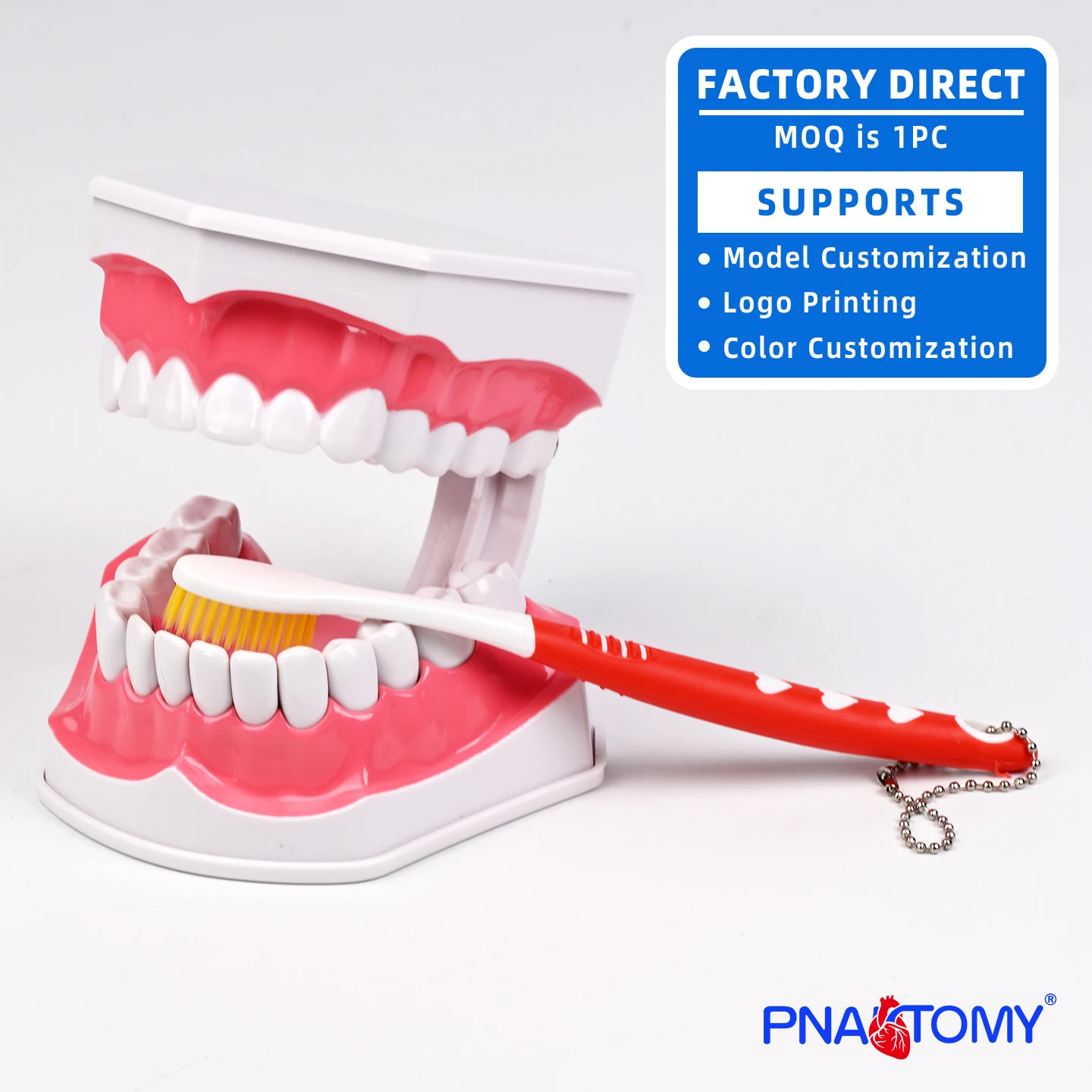 Life-Size Dental Hygiene Model Plastic PVC Correct Tooth Brushing Demonstration for Schools