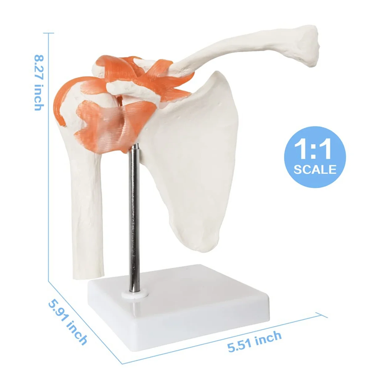 Anatomical Shoulder Joint Model Anatomy Skeleton, Human Body Shoulder Ligament Model