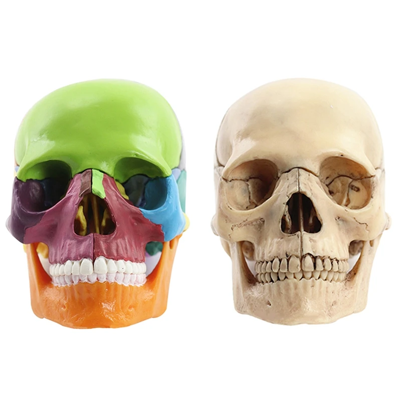 

-Skull Human Body Model 1:2 For Student Teaching Study Assembling Model Durable Multicolor