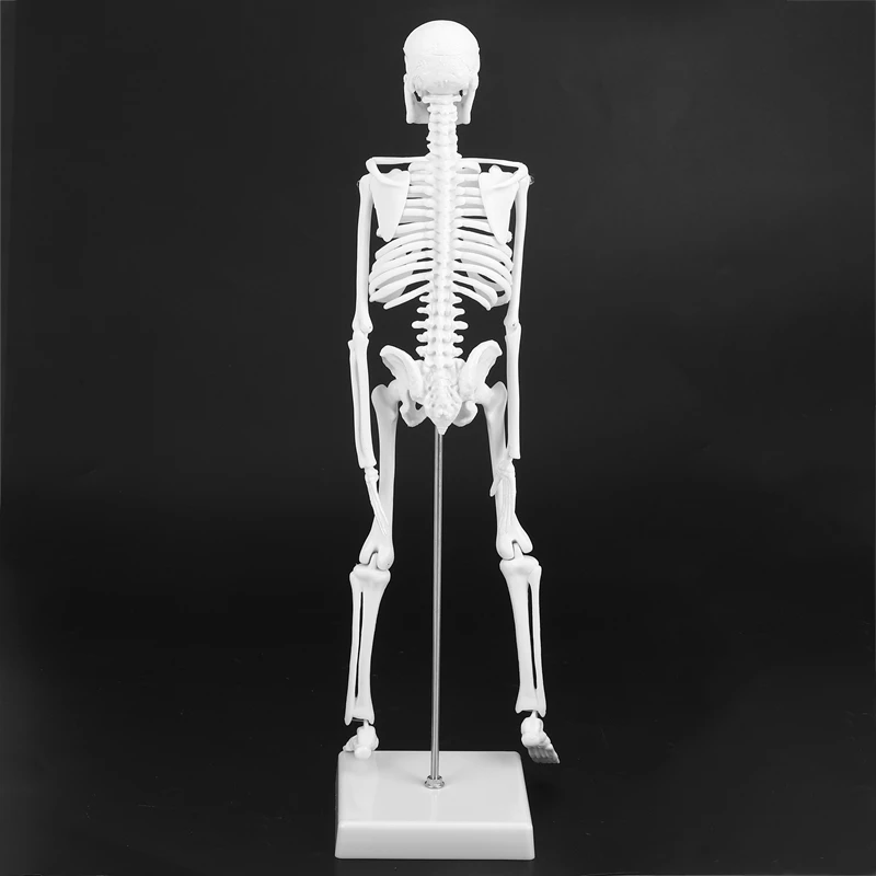 Modules d'Anatomie Humaine, 45cm, Modèle Seton, Aide à l'ApprentiCumbria