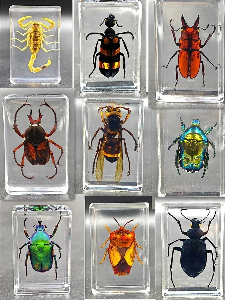 29 Children's real insect specimens resin amber cicada cicada centipede black scorpion spade beetle spider carapace crab turtle