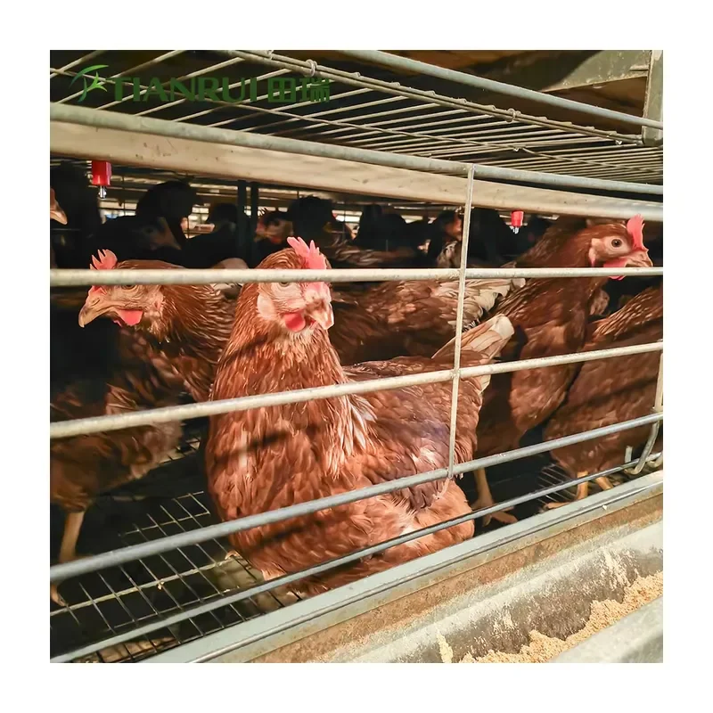 Automatic New Layer Chicken Farming Poultry Equipment Battery Chicken Cages Galvanized Steel H Type for Chickens