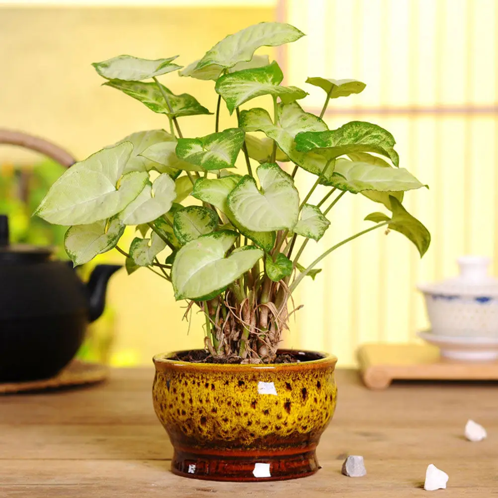 5Pcs Ceramic Flowerpots Set High Quality Indoor Decorative Succulent Pots Small Bonsai Plant Containers Modern Simple Design