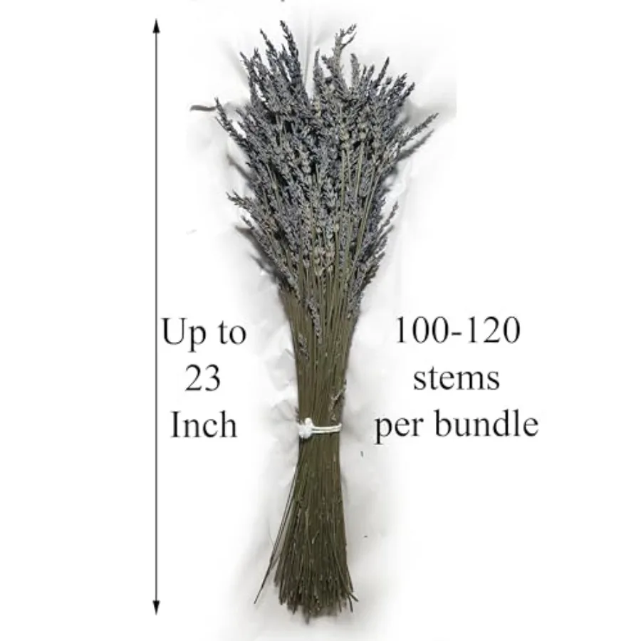 천연 건조 라벤더 꽃 다발 그로소 벌크 묶음 3000개 줄기 23인치 초장형 8파운드 가정 장식 아로마테라피에 이상적