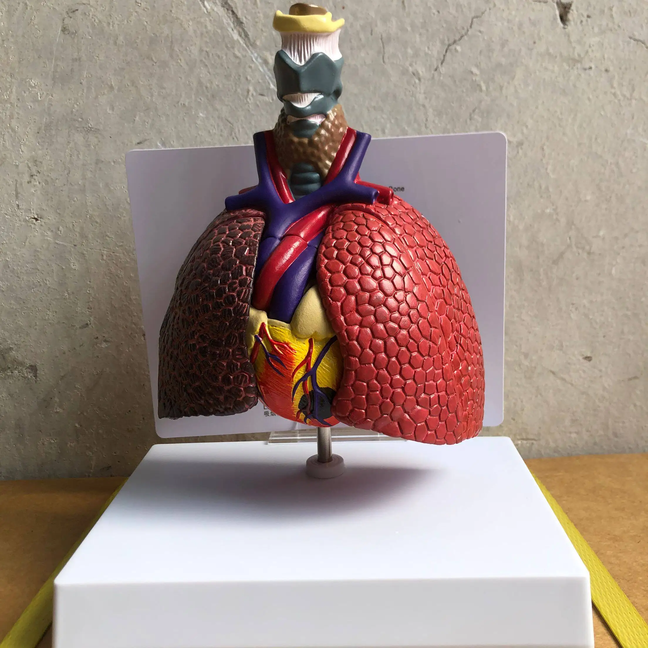 Human Heart and Throat Lung Model, Medical Experimental Teaching Model, Anatomical Lung Segment Lung Model