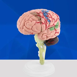 1pc Disassembled Anatomical Human Brain Model Medical Teaching Tool Toy