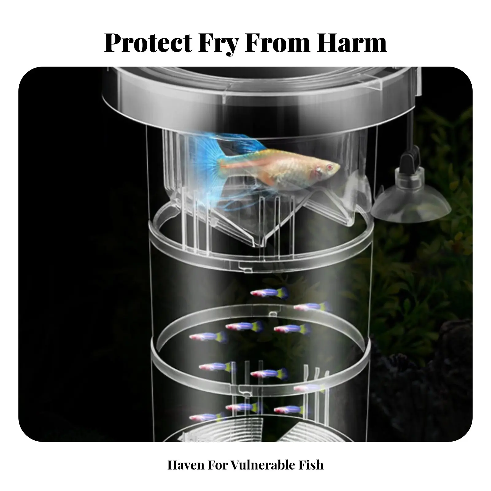 

Aquatic Breeder Box Removable Divider Buoyant Aquatic Breeding Box Space Saving Easy to Clean for Aquarists