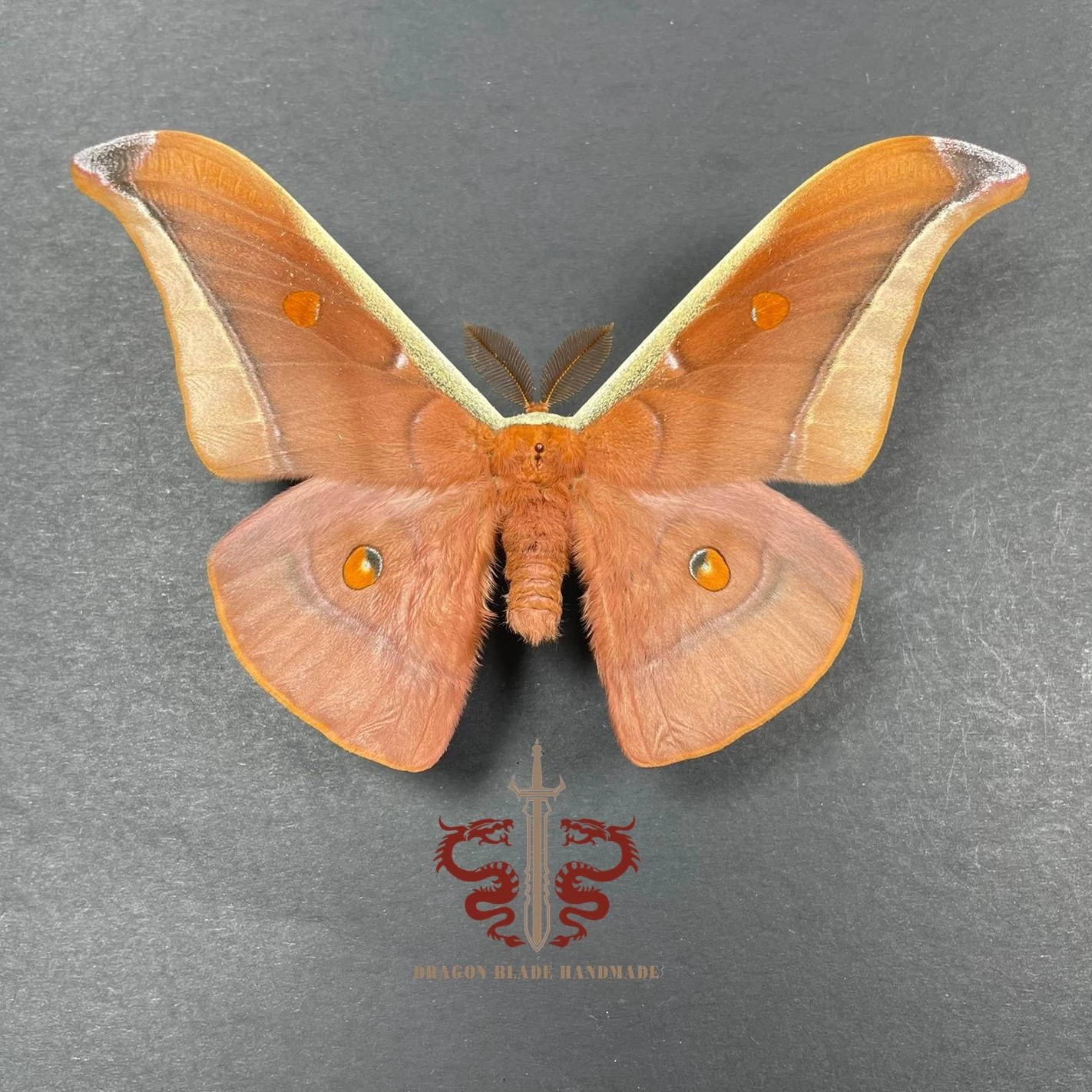 Moth specimen Antheraea assamensis male, 1pc wings spread A1/A- high quality, Decorative Display Collection Gifts