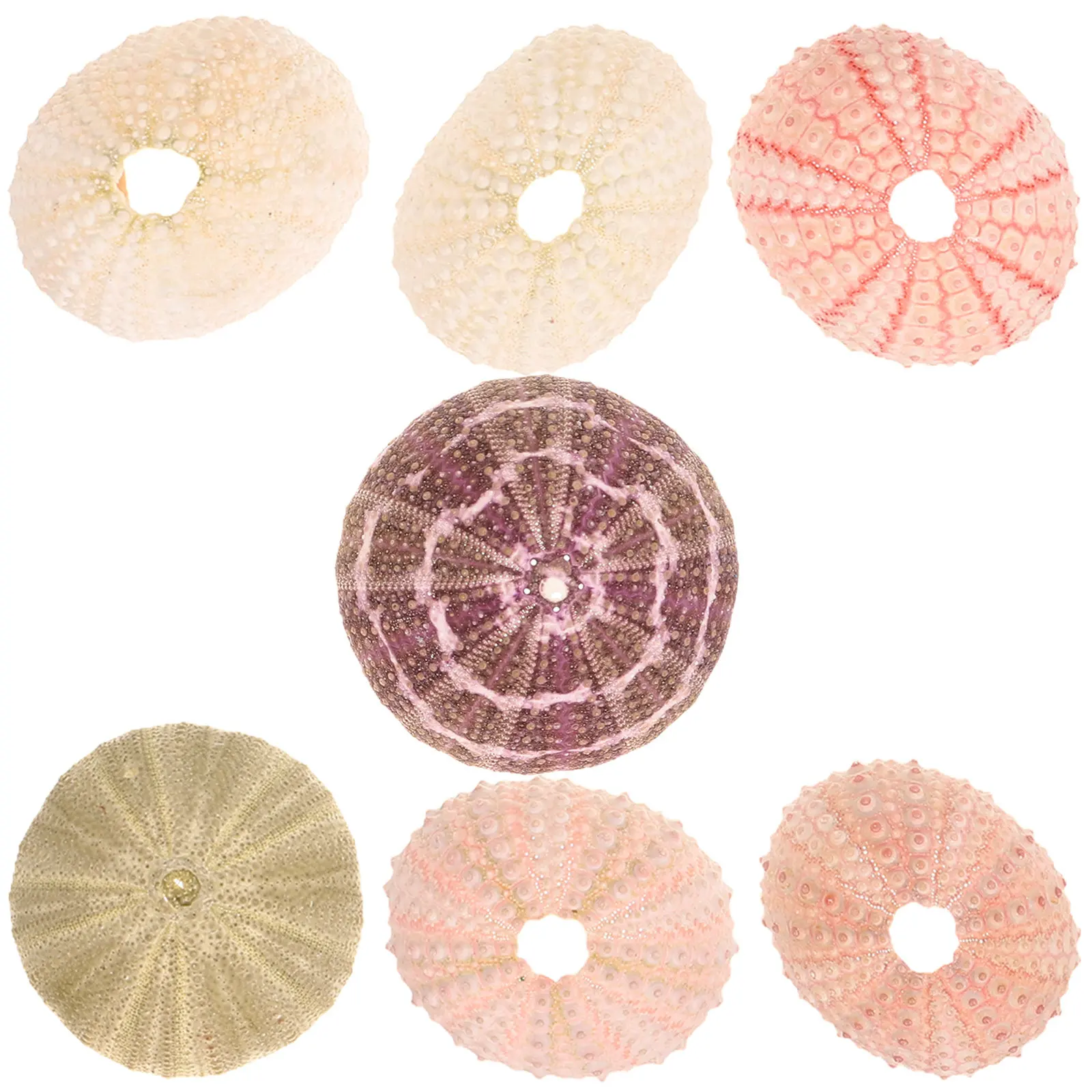 7Pcs Sea Urchins Shells Unique Decorative Air Plant Holders Succulent Display Containers Home Decor Aquarium Landscape Accessory