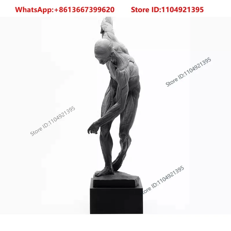 Anato-my of human muscles, discus thrower, educational model, sculpture, art, original teaching aids