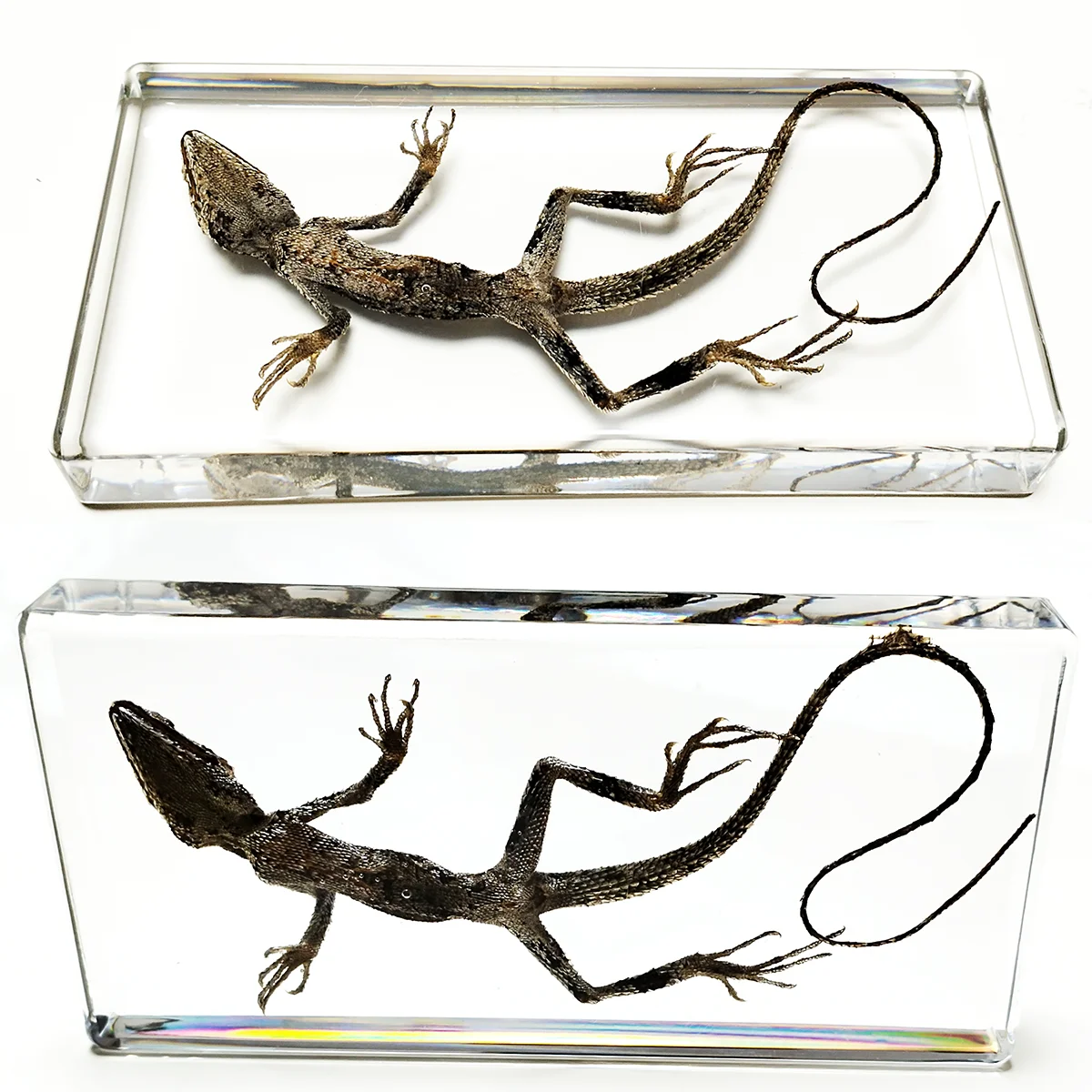 Lizard Specimens Model Animal Taxidermy Crafts Collection for Science Education & Desk Ornament Gifts