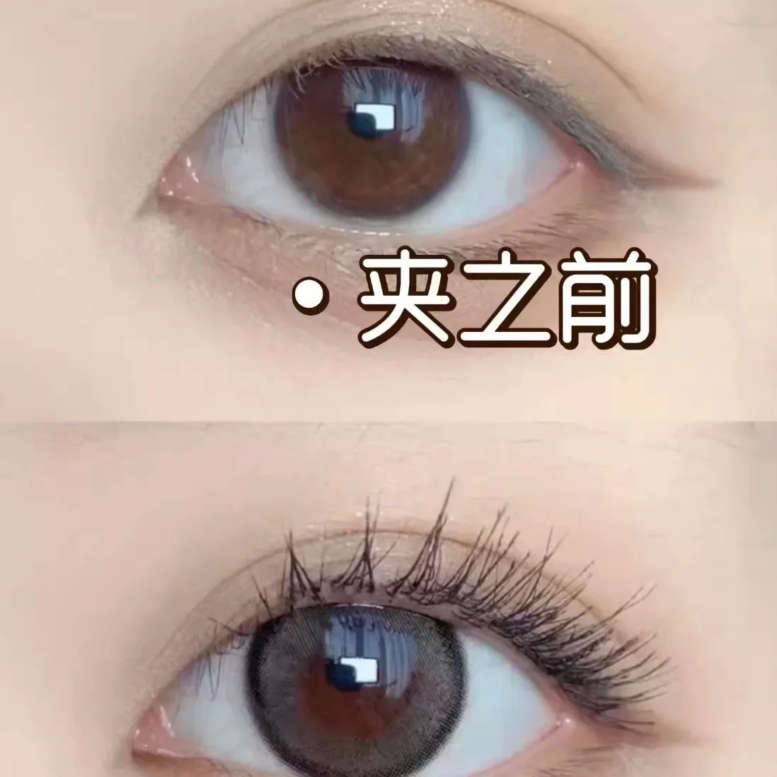 Flower Knows Butterfly Cloud Shoulder Series Eyelash Curler Lengthens and Curls Natural Cosmetic Clip Makeup Tools