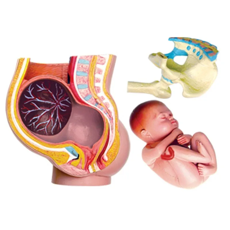 4D Human Anatomy Standard Pregnancy Pelvis Model Skeleton Medical Teaching Puzzle with Removable Foetus Assembling Toy