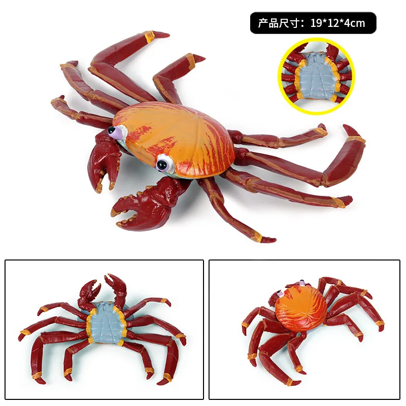 42 Types d'animaux de l'océan, Simulation de crabe ermite Nautiloidea, poulpe, modèle de vie marine, Figurines d'action, Collection, jouet cadeau