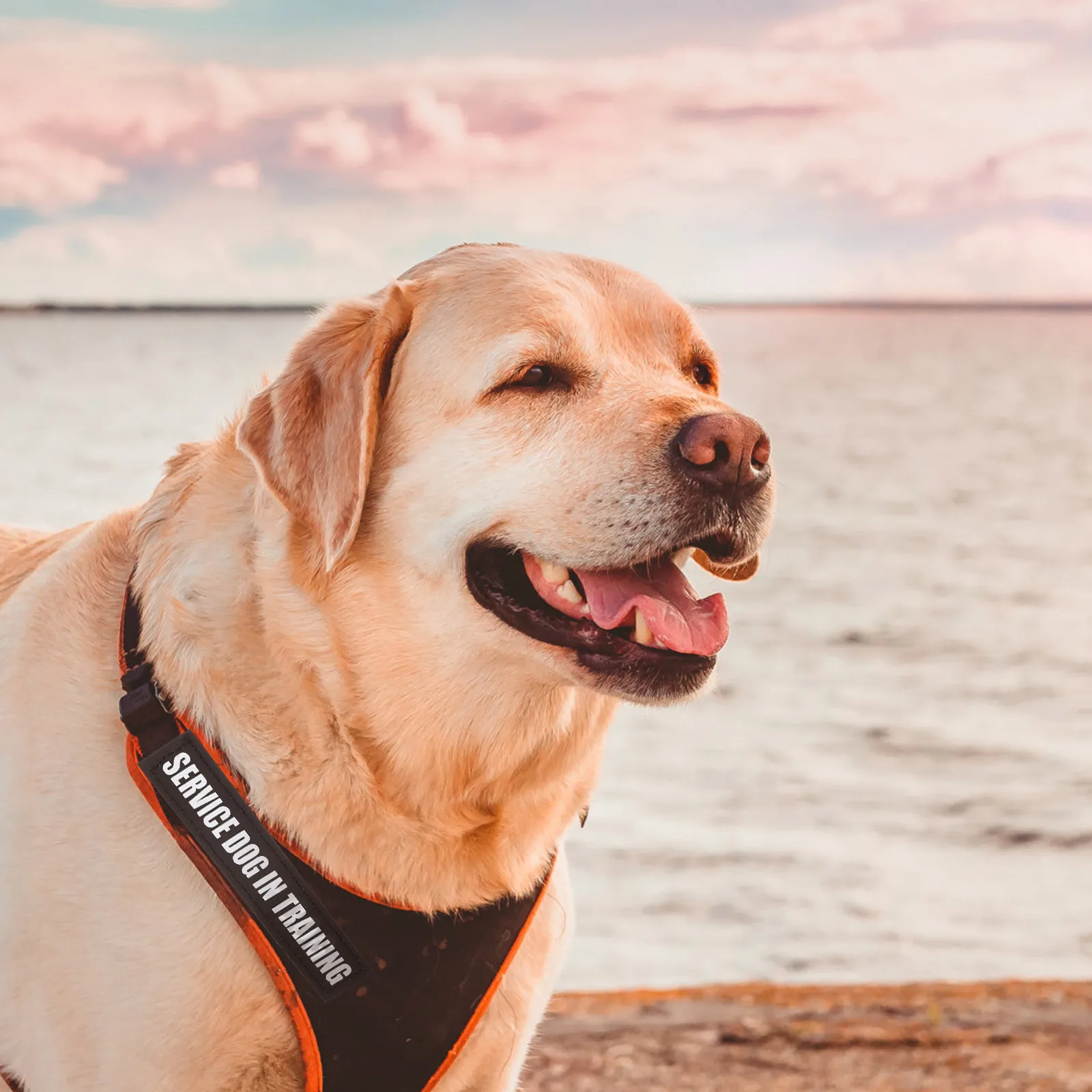 

Vest Patches Reflective Removable Dog Vest Decor For Small Medium Dogs Pet Clothing Decor Adjustable Lightweight