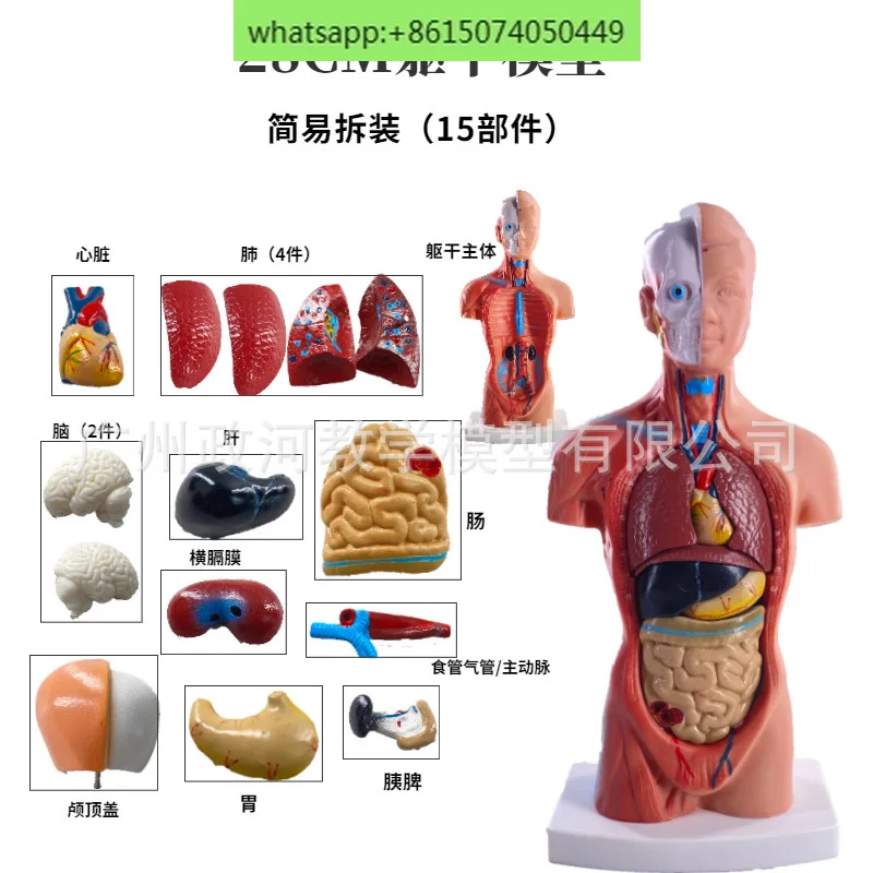 Human body model 28CM trunk, human visceral anatomy model, teaching aids, organ system structure, trunk