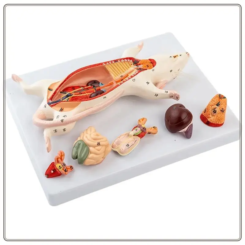 

Rat Anatomy Model Mouse Internal Organs Structure Experimental Animal Anatomy Specimens