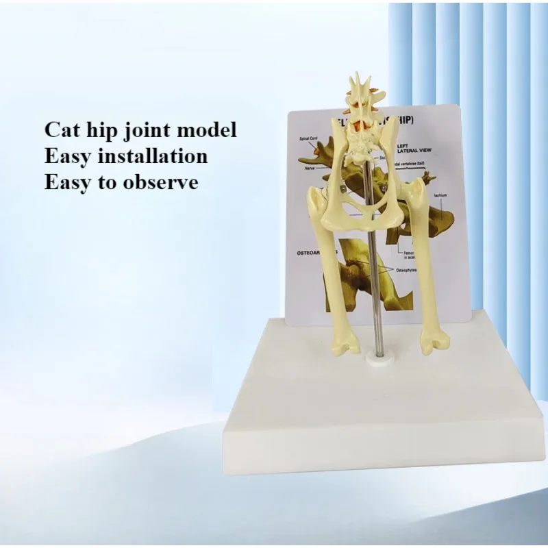 

Cat Hip Joint Mold Detachable Dynamic Animal Lumbar Pelvic Bone Model Teaching Prop Model