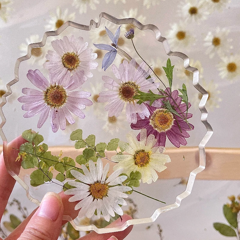 8 قطع، زهور مارغريت المجففة المضغوطة |   إشارة مرجعية لتزيين الوجه، إطار صورة، عينة نباتية، حرفة الوالدين والطفل في رياض الأطفال