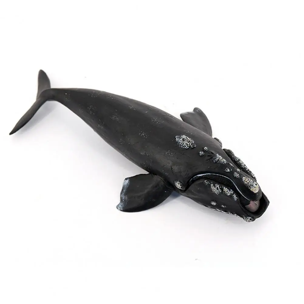 Right Whale Model Life Toy Realistic Right Whale Figurine Sculpture for Kids Educational Ocean Toy Desktop Decoration for Boys