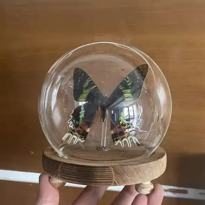 Real Butterfly Specimen Madagascan Sunset Moth Insect  Glass Cover With Light Decoration Birthday Gift Crystal Ball Collection