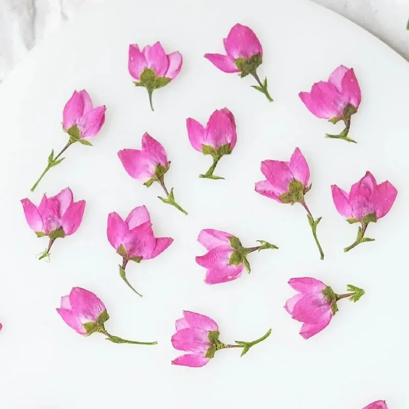 40 قطعة/1-1.5 سنتيمتر ، رأس زهرة صغيرة مضغوطة الطبيعة ، زهور مرافقة لتقوم بها بنفسك ماكياج الوجه بالتنقيط الغراء جراب هاتف المرجعية إطار صور النبات