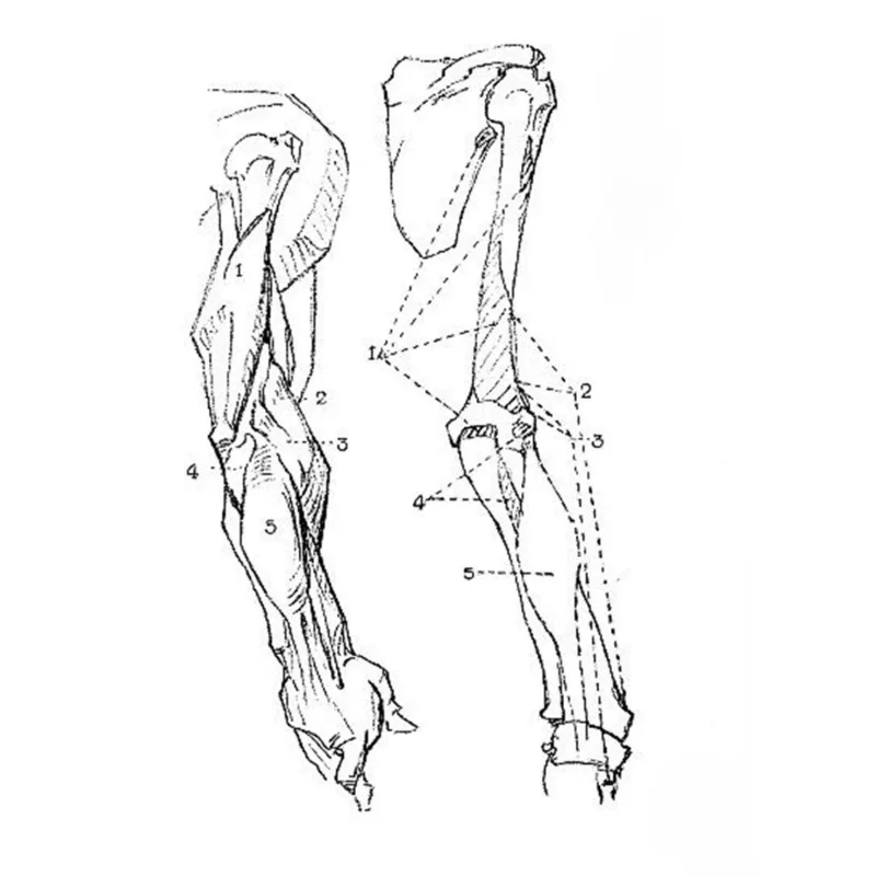 Constructive Anatomy Drawing Tutorial George B. Bridgman English Edition Figure Sketch Human Anatomy Movement Muscle Beginner