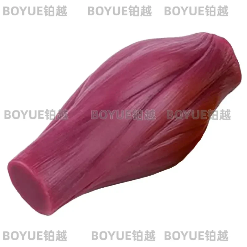 Medical Silicone Human Muscle Tissue Model Anatomy Teaching Prop Fitness Education Display Aid for Classroom Demonstration