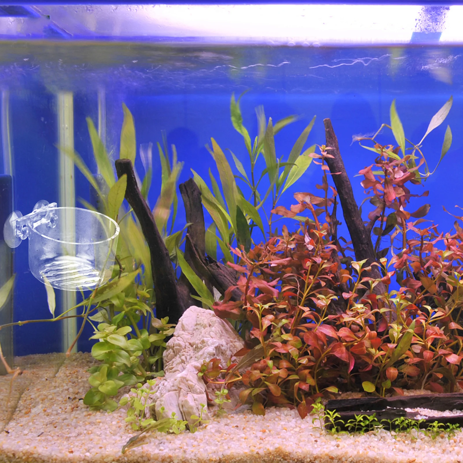 

2 Pcs Fish Tank Feeder Acrylic Red Worm Clear Aquarium Equipment Pet Feeding Cup