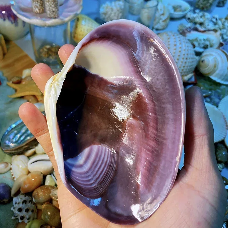Extra Large Purple Clam Shell 10-12 Cm Shell and Conch Collection Specimen