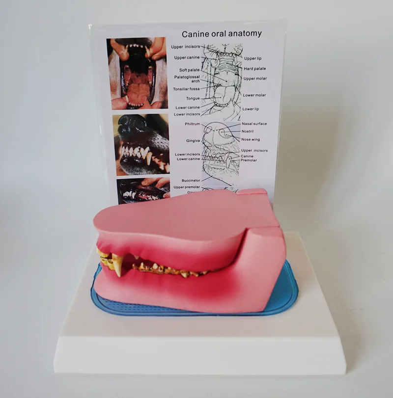 Dog Tooth Sickness and Health Model Canine Veterinary Animal Skeleton Pet Veterinary Teaching Instrument