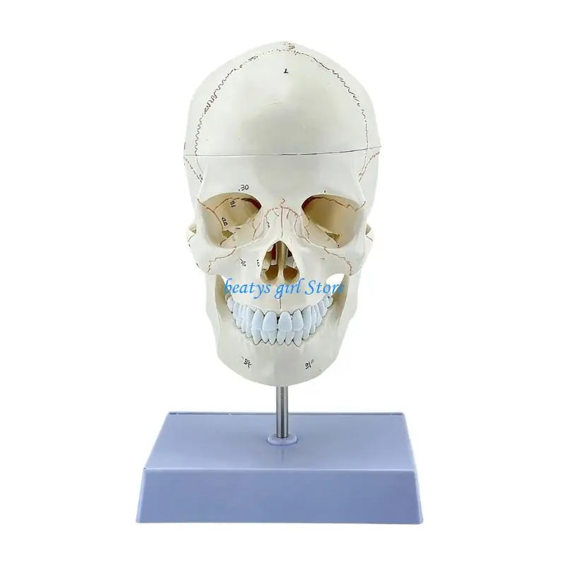 

C7AB Precise PVC Head Skeleton And Neck Bones Assembly Showing Spinal Arteries For Classroom Instruction