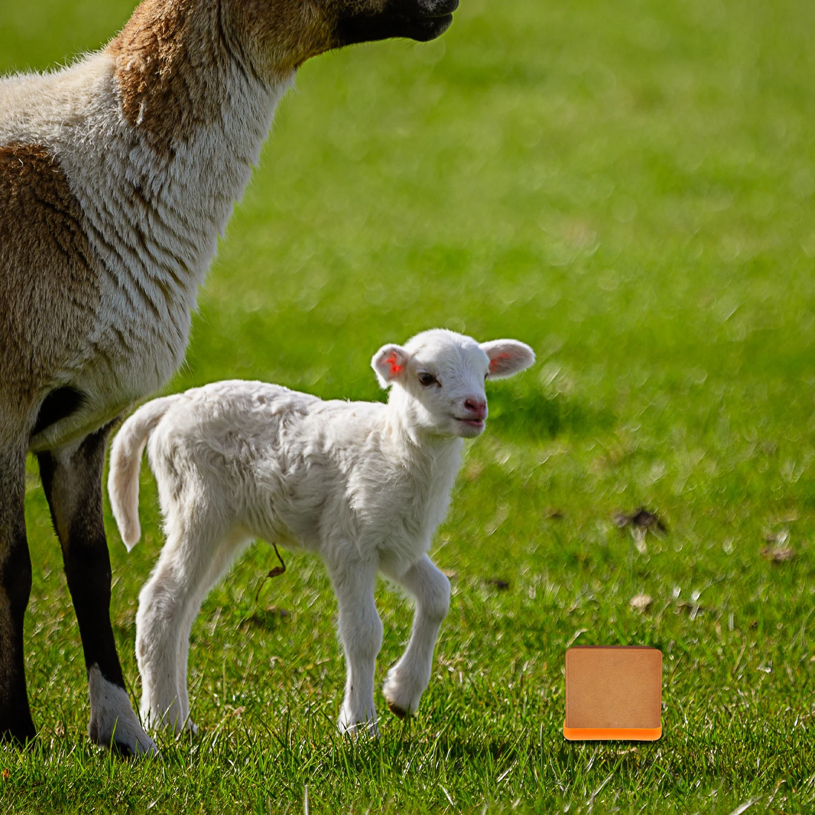 

Lick Brick Sheep Feeder Durable Feeder for Cattle Sheep Livestock Salt Block Bunk Fodder Poultry Supplies