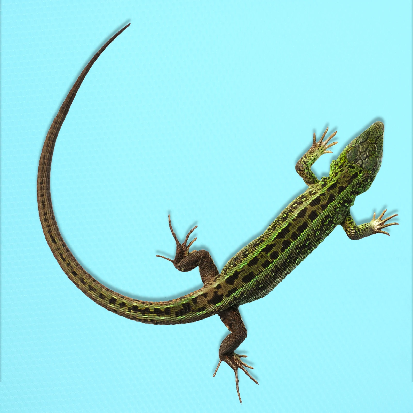 

Foldable Lightweight Reptile Carpet EVA Soft Mat Portable Snake Terrarium Accessories Bearded Dragon Cage Liner Cuttable Gecko