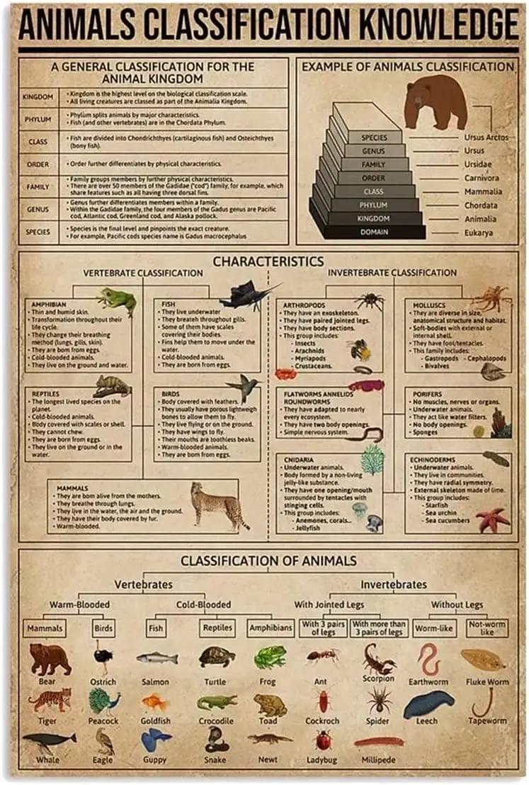Youpinnong Animals Classification Knowledge Metal Tin Sign Poster Painting Example Of Animals Classification Metal Plaque For Ho