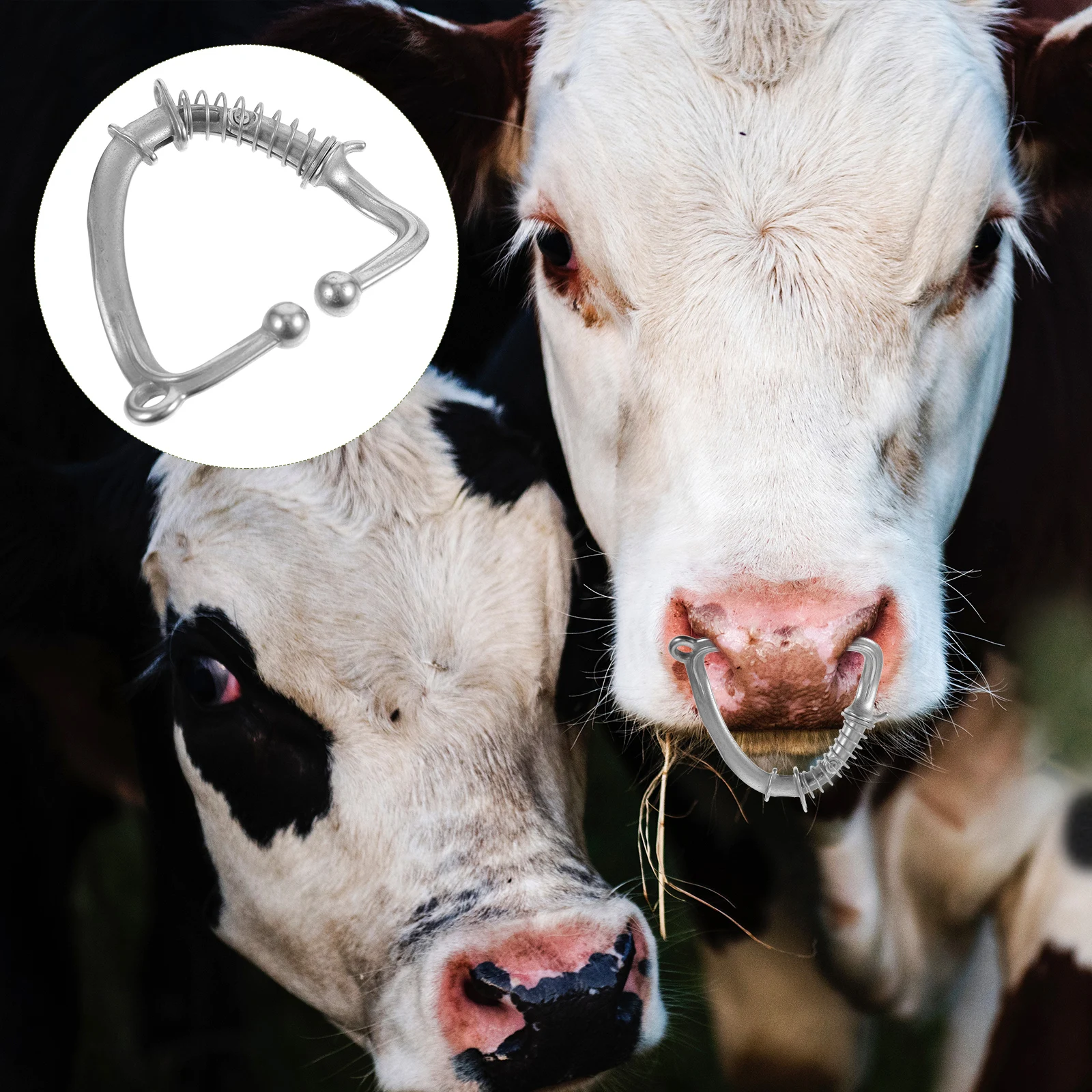 Stainless Steel Livestock Nose Clip Durable Metal For Cow Traction Spring Design Professional Tool Cattle Accessories Cattle