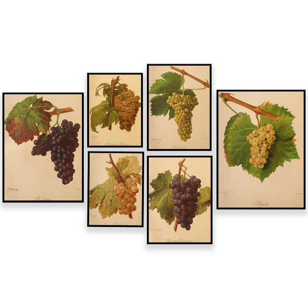 Viticulture, grapevine, raisins fruit grapes poster canvas wall art print plant picture kitchen home decor