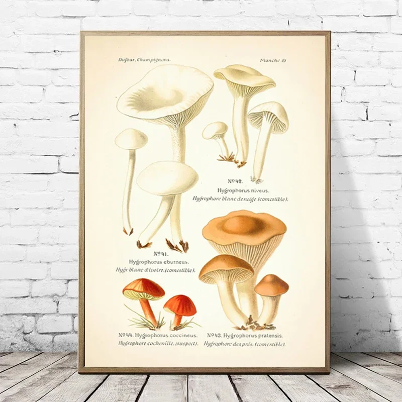 Vintage Edible and Poisonous Mushroom Botanical Canvas Painting Posters and Prints Wall Art Picture for Living Room Decoration
