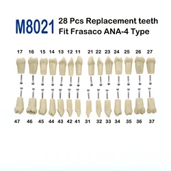 Frasaco ANA-4 typ Fit Dental zamiennik standardowy 28 sztuk wkręcany Model zębów Typodont praktyka wypełnienie przywrócenie Demo M8021